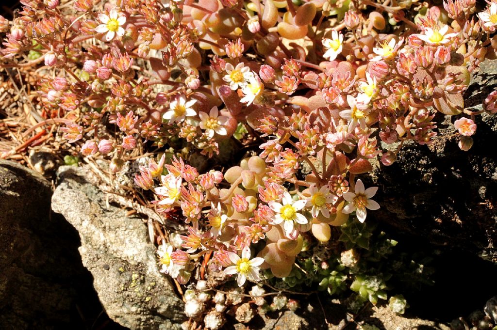 Sedum dasyphyllum